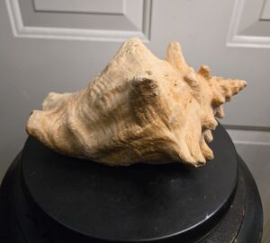 Natural Vintage Queen Conch Shell Home Decor